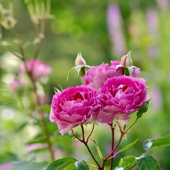 バラ シェエラザードの画像 by 伊豆野サクラさん | 小さな庭とバラ シェエラザードと花のある暮らしと月曜日には  バラをと✨バラ