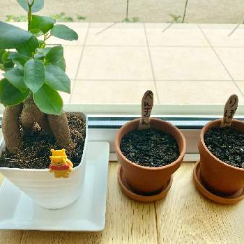 かじゅまるの投稿画像一覧 Greensnap グリーンスナップ