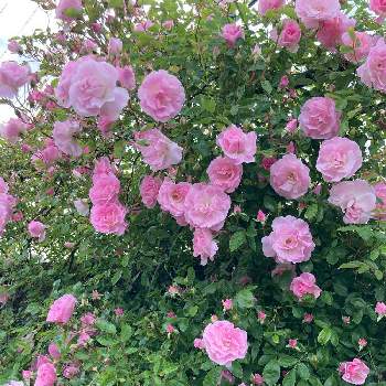 ピンクサマースノーの画像 by みーままさん | 小さな庭と花のある暮らしとお花大好き♡とピンクサマースノー