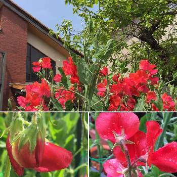 可愛いすぎる〜の画像 by 磯さんさん | 小さな庭と可愛いすぎる〜と癒されて〜と私のガーデニングと花のある暮らしとレンガの小道と赤いスイートピーと一から作ったお庭と真っ赤っか