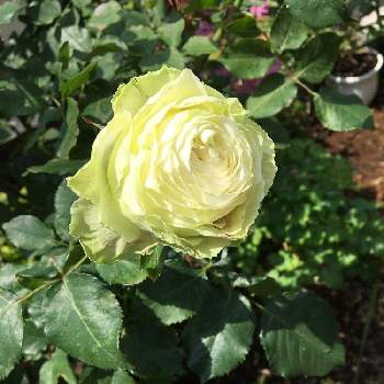 バラわかなの画像 by クサガメかめこさん | 小さな庭とバラわかなとマイ♡ローズガーデンとバラの庭とバラに力を貰って