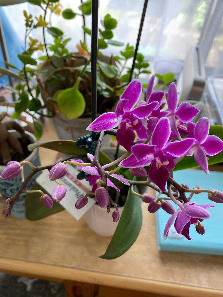 3年目の胡蝶蘭 Greensnap グリーンスナップ