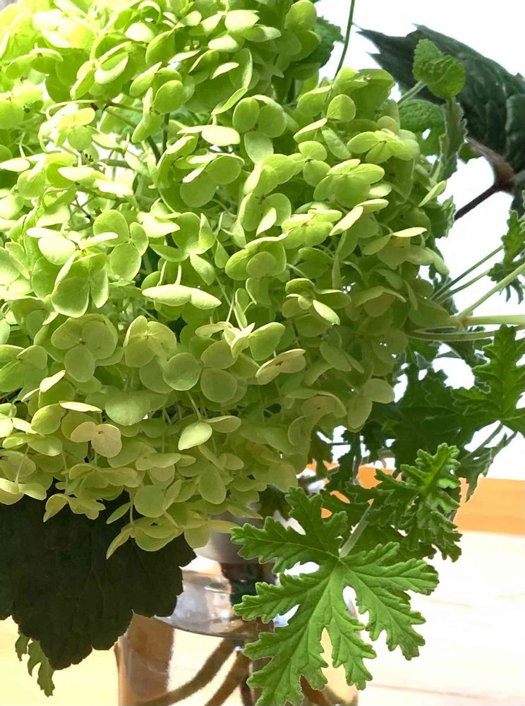 紫陽花・アナベル挿し木からの成長｜?GreenSnap（グリーンスナップ）
