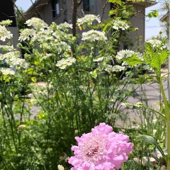 スカビオサ ピンクレースの投稿画像一覧 Greensnap グリーンスナップ