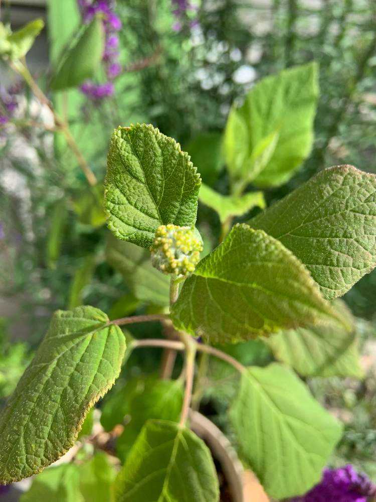 紫陽花・アナベル挿し木からの成長|🍀GreenSnap(グリーン 紫陽花・アナベル挿し木からの成長|🍀GreenSnap(グリーン