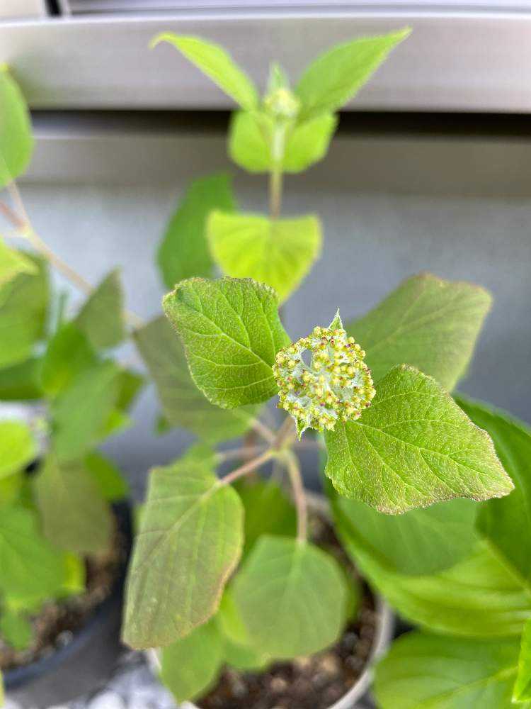 紫陽花・アナベル挿し木からの成長｜🍀GreenSnap（グリーン