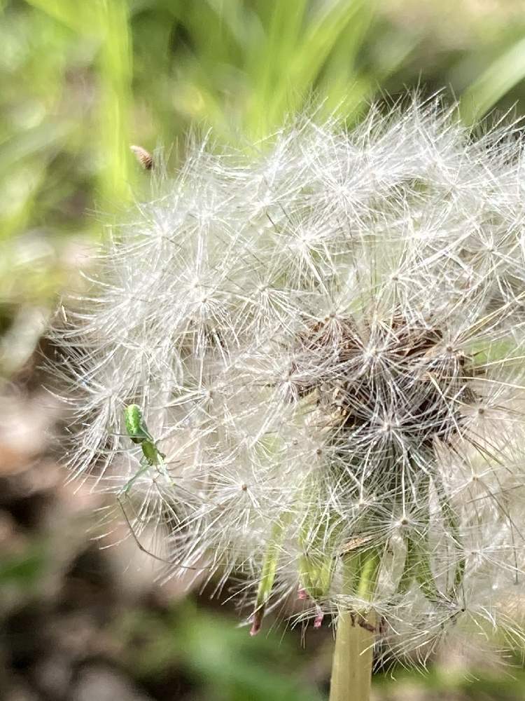 たんぽぽの綿毛の投稿画像 By Januさん 雑草と昆虫と植物と小さな虫と小さな虫の世界 21月5月 10日 Greensnap グリーンスナップ