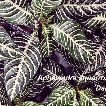 アフェランドラ　ダニアの画像 by LOCOさん | アフェランドラ　ダニアと観葉植物