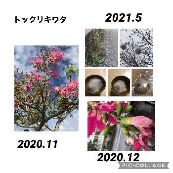 トックリキワタの投稿画像一覧 Greensnap グリーンスナップ