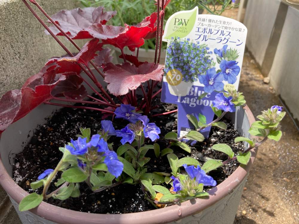 アメリカンブルーの投稿画像 By かめちゃんさん ヒューケラとエボルブルス ブルーラグーンと寄せ植え とベランダガーデニングと癒しとベランダガーデンとおうち園芸とガーデニングと花のある暮らしとバルコニー ベランダと寄せ植えとベランダガーデニングと癒しとベランダ アメリカンブルーの投稿画像 By かめちゃんさん ヒューケラとエボルブルス ブルーラグーンと寄せ植え とベランダガーデニングと癒しとベランダガーデンとおうち園芸とガーデニングと花のある暮らしとバルコニー ベランダと寄せ植えとベランダガーデニングと癒しとベランダ