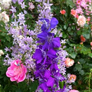 懐かしい花の画像 by まーちゃんさん | 小さな庭と懐かしい花と好き色とばらが好き