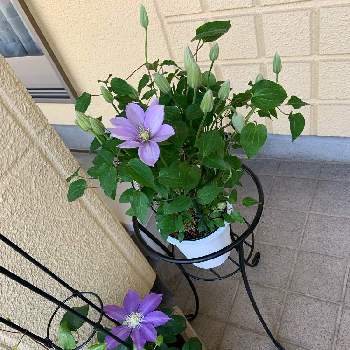 クレマチス白馬の投稿画像一覧 Greensnap グリーンスナップ