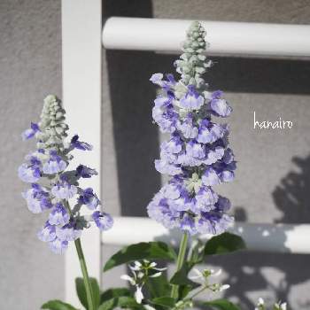 サルビア サリーファン♪の画像 by hanairoさん | サルビア サリーファン♪とお花大好き♡と楽しいな♪と寄せ植えと素敵な色とガーデニングと花のある暮らし