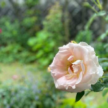 薔薇　ロココの画像 by あこさん | 小さな庭と薔薇♪と花のある暮らしと薔薇ロココと薔薇　ロココ