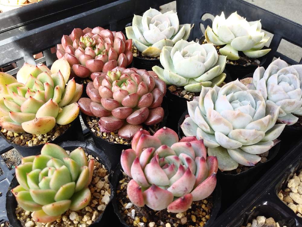 Aikoダイソー多肉の投稿画像 By Aiko さん 多肉植物とaikoチワワエンシスと100均多肉 とエケベリア属とaikoピンクルルビーとdaiso産とaiko100均多肉 21月5月10日 Greensnap グリーンスナップ