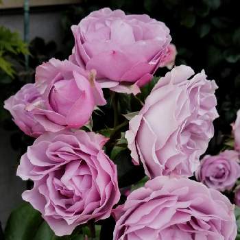シャドウオブザムーンの画像 by bara_noteさん | 小さな庭とシャドウオブザムーンとロサオリエンティスとばらのーととおうち園芸と薔薇 シャドウオブザムーンと自慢のバラ_2021