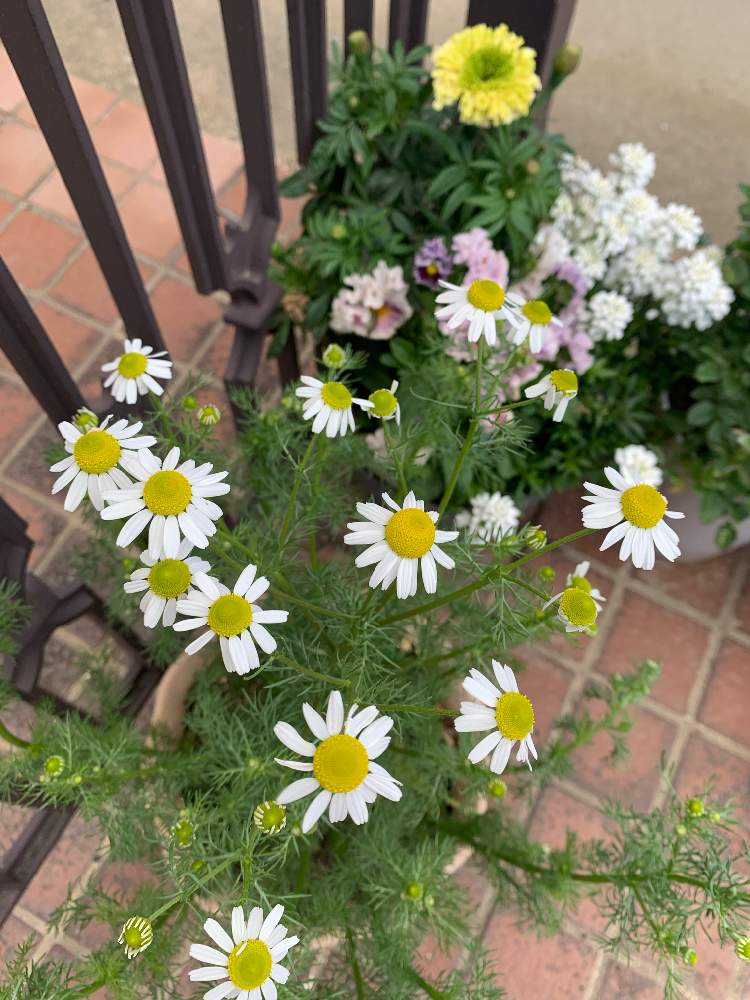 ローマンカモミールの投稿画像 By ももりんさん カモンマイルと見切り品と値下げ品と大好き見切り品と見切り品救出 21月5月10日 Greensnap グリーンスナップ