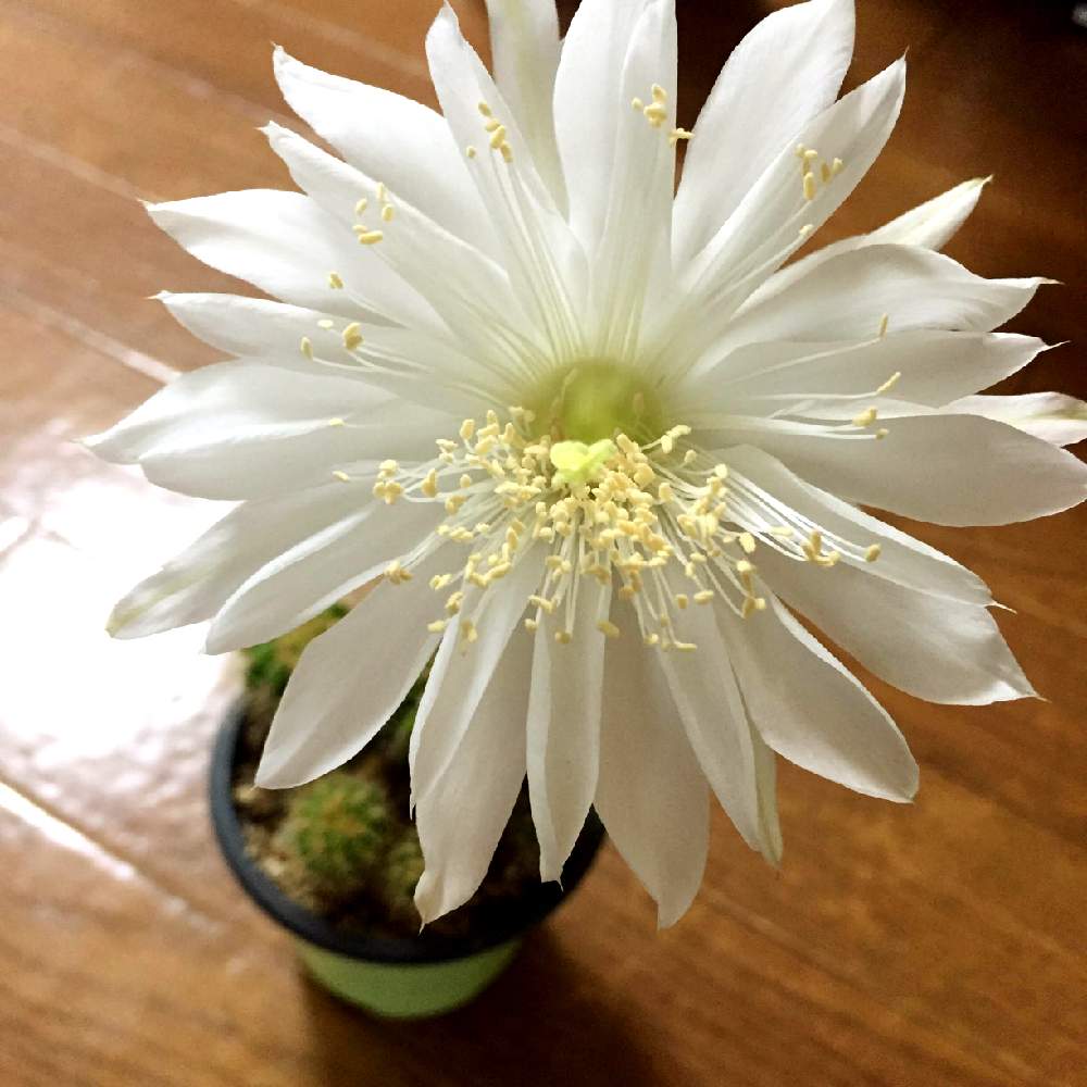 金盛丸の投稿画像 By Nico さん サボテン科と可愛いと花のある暮らしとサボテンの花と白い花 21月5月10日 Greensnap グリーンスナップ