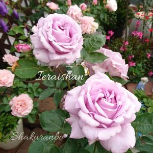 薔薇イエライシャン,ばら,バラ ダフネ,バラ、薔薇、ばら,鉢植えの画像