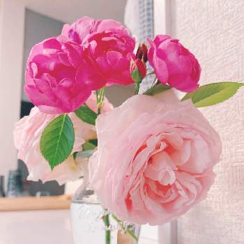 花柄摘みの投稿画像一覧 Greensnap グリーンスナップ