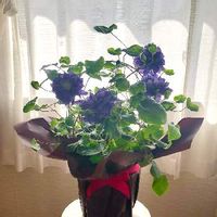 クレマチス　キリテカナワ,おうち園芸,綺麗,咲いてます,꒰ღ˘◡˘ற꒱かわゅ~の画像