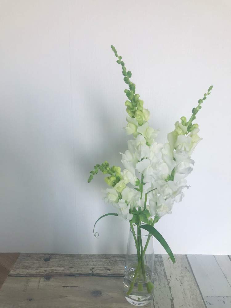 金魚草の投稿画像 By ハナヒロさん バイモユリとバイモユリ 種子と切り花と花のある暮らしとインテリアグリーンと春のリビングフラワーフォトコン 21月5月10日 Greensnap グリーンスナップ