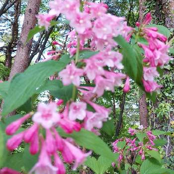 ウツギの投稿画像一覧 Greensnap グリーンスナップ ウツギの投稿画像一覧 Greensnap グリーンスナップ