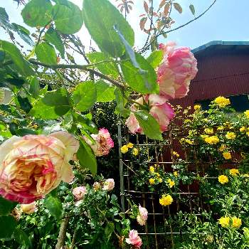 竹垣の画像 by soa❤︎さん | 実家の畑にてと竹垣と手づくりローズガーデンと父の手作りと100本のバラ