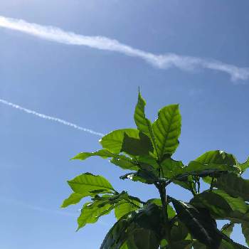 コーヒーの木☘️の画像 by momonokoさん | バルコニー/ベランダとコーヒーの木☘️と新緑の季節と緑のある暮らしと飛行機雲と快晴と新緑と優しい時間と青空と癒しのひと時