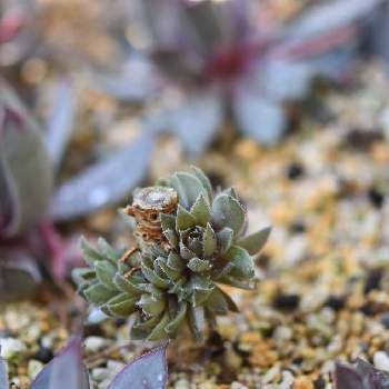 センペルビウム ブルーボーイの一覧 Greensnap グリーンスナップ センペルビウム ブルーボーイの一覧 Greensnap グリーンスナップ