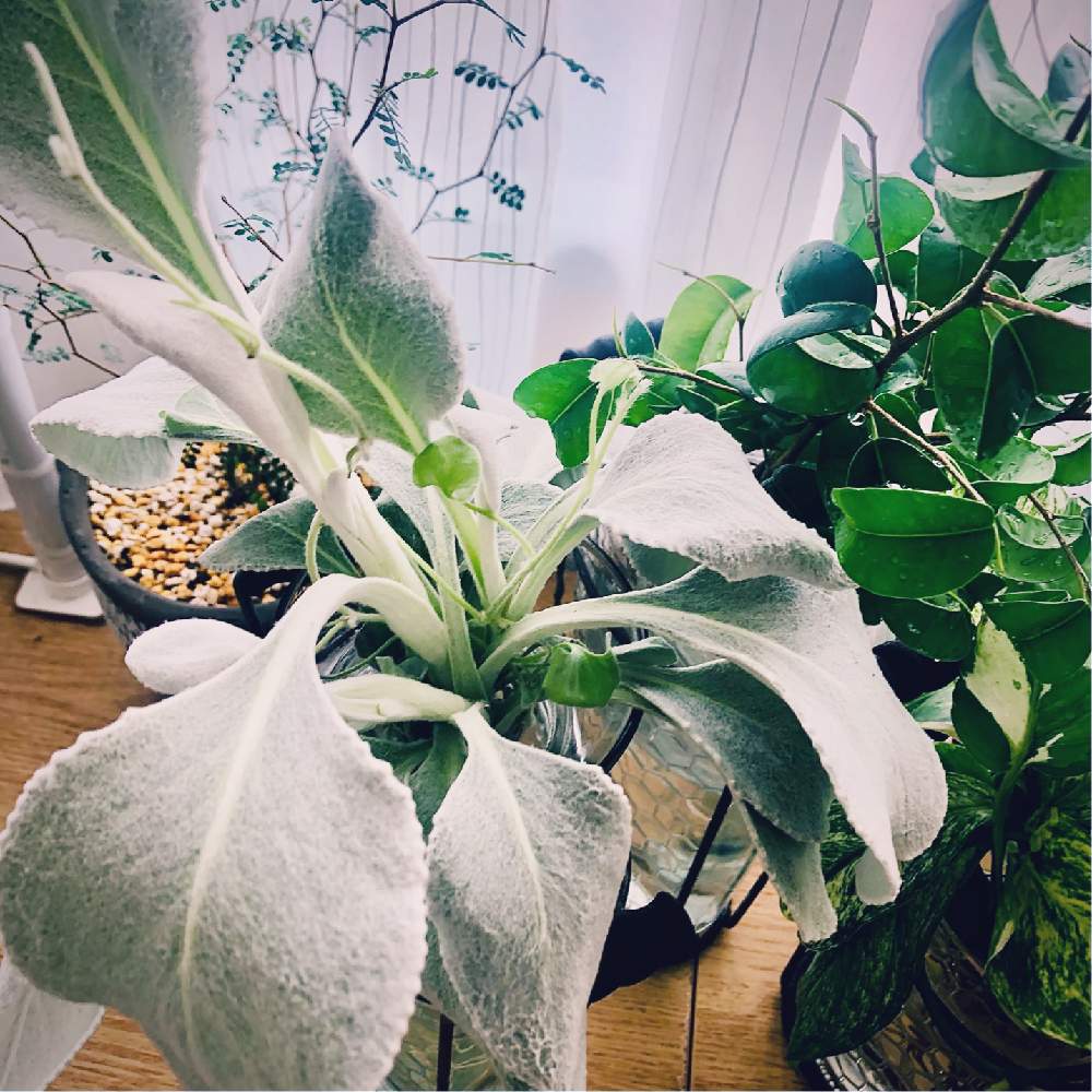 セネシオ エンジェルウイングスの投稿画像 By エントロピィさん メルヘンの木とベンジャミン バロックとディコンドラ シルバー フォールと我が家の窓辺と何でも水耕栽培してしまう症候群と白い葉っぱと水耕栽培と元気になって と観葉植物の水耕栽培とシルバーリーフ