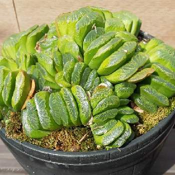 ハオルチア グリーン玉扇の投稿画像一覧 Greensnap グリーンスナップ