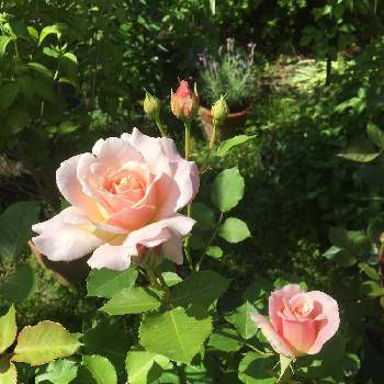 バラ シュシュの画像 by TAKAさん | 小さな庭とバラ シュシュと花のある暮らしと月曜日にはバラをとチーム岐阜とT's薔薇2021