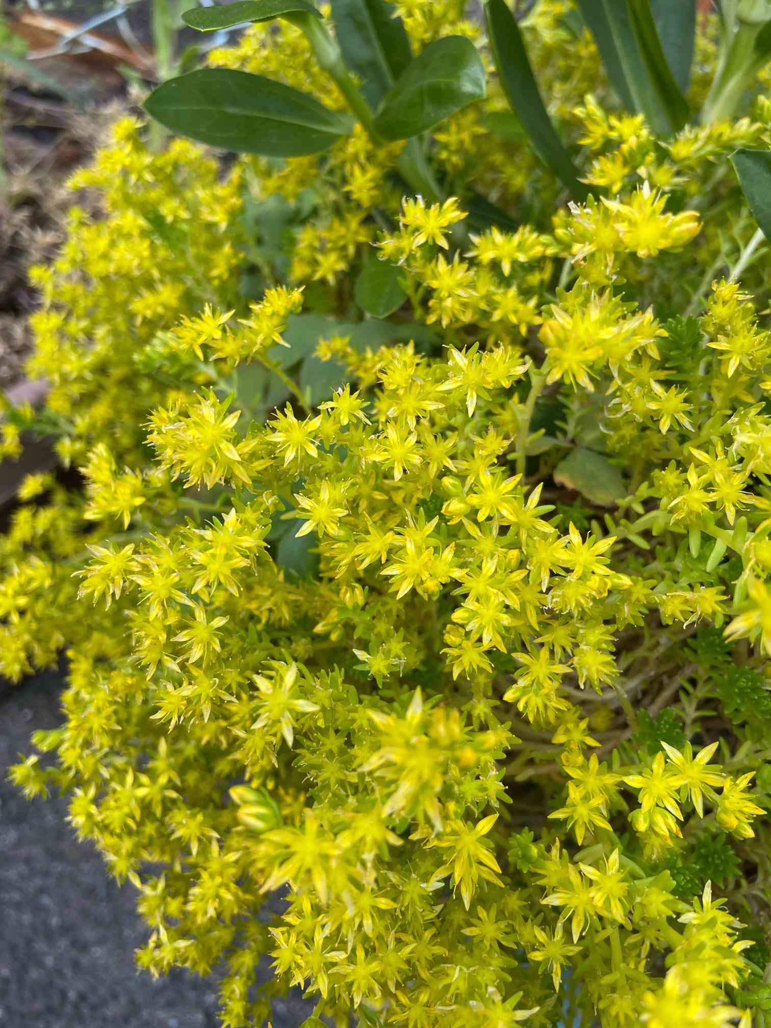 メキシコマンネングサの育て方｜植え付けや植え替えの時期は