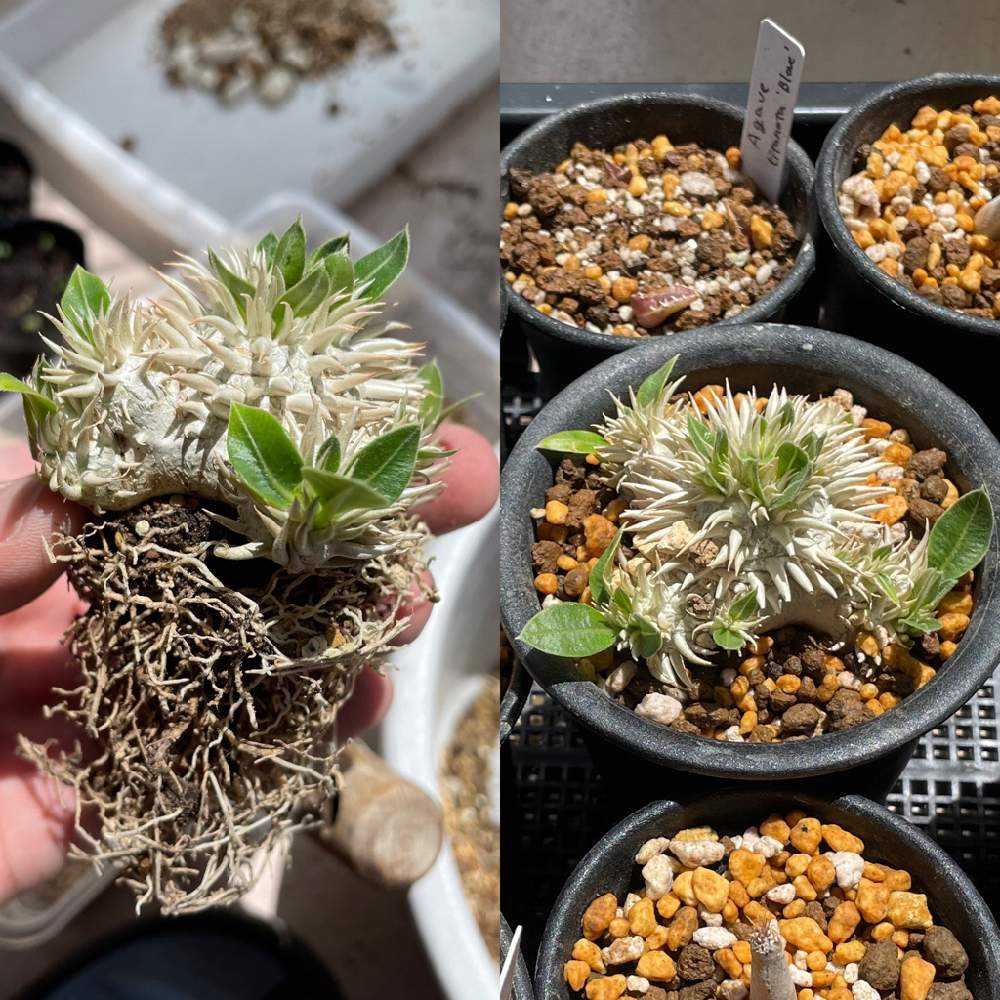 パキポディウム 恵比寿笑い 成長中記録 2019.6〜｜🍀GreenSnap