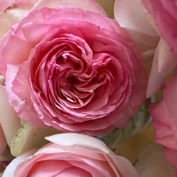 うちのバラの画像 by つぶあんさん | ピエールドゥロンサールと幸せとおうちで楽しもうと大好きと可愛い色と今年も咲きましたと可愛いとハート♡と花のある暮らしと今年も咲いてくれてありがとうとうちのバラ