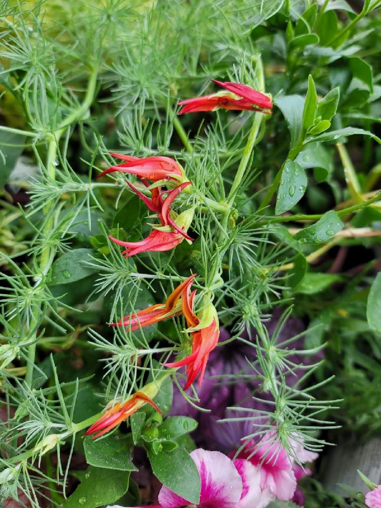 ロータス コットンキャンディの投稿画像 By 朱雀さん カラーリーフと寄せ植えと植中毒とガーデニングと植欲爆進中と花 のある暮らしとカラーリーフと寄せ植えと植中毒とガーデニングと植欲爆進中と花のある暮らし 21月5月10日 Greensnap グリーンスナップ