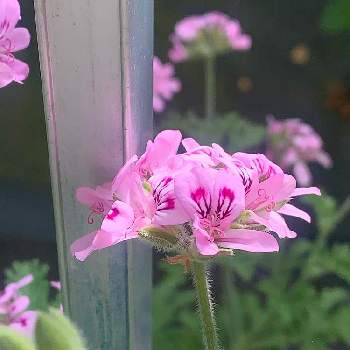 ピンクの小花の投稿画像一覧 Greensnap グリーンスナップ