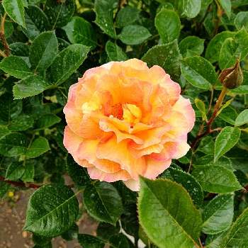 ラ・パリジェンヌの画像 by Aito Toyoakeさん | 薔薇とラ・パリジェンヌと平塚花菜ガーデンとばら バラ 薔薇と花菜ガーデン