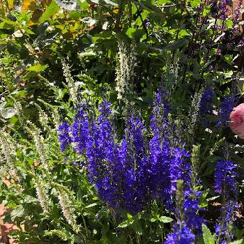 ベロニカ･クレーターレイクブルーの画像 by もずくさん | 小さな庭とベロニカ･クレーターレイクブルーと庭の宿根草と青系の花とばら バラ 薔薇とおうち園芸
