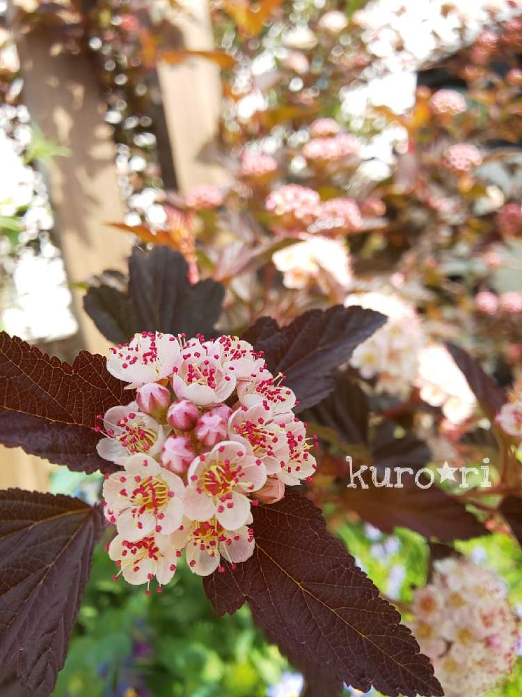 アメリカテマリシモツケ ディアボロの投稿画像 By Kuro Riさん 春のお花とgs映えとナチュラルライフと小さな幸せ とズボラガーデナーと植物がある暮らしとナチュラルスタイルと花のある暮らしと花も多肉も好き 21月5月10日 Greensnap グリーンスナップ