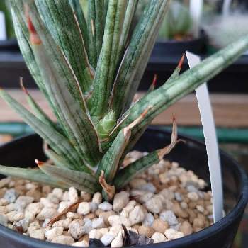 サンスベリア フランシシーの投稿画像一覧 Greensnap グリーンスナップ