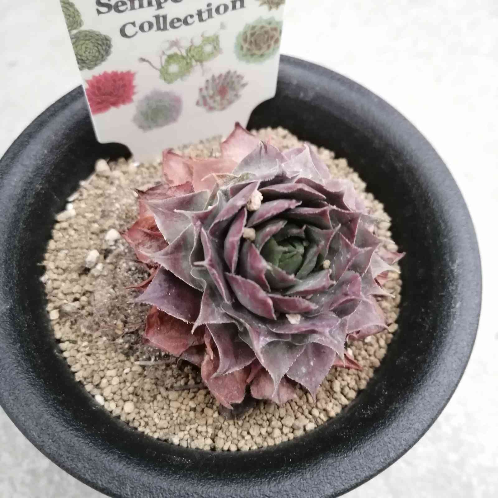 干からびかけているセンペルビウム復活なるか｜🍀GreenSnap（グリーン