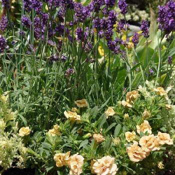 芳香性の画像 by クマキチバニラさん | 小さな庭とよせ植えとラベンダーの香りとラベンダー☆と芳香性とイングリッシュ・ラベンダーとかおりのある花