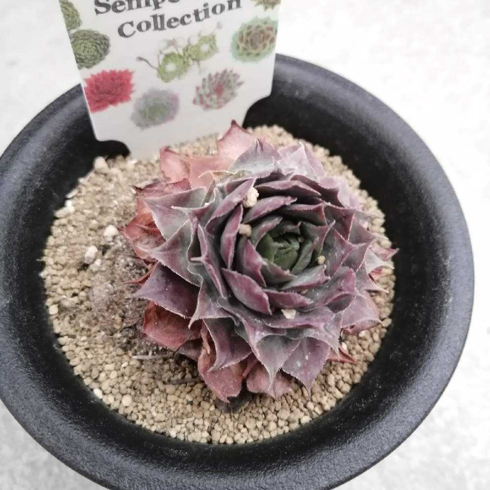 1620641088801_thum_550755_2021