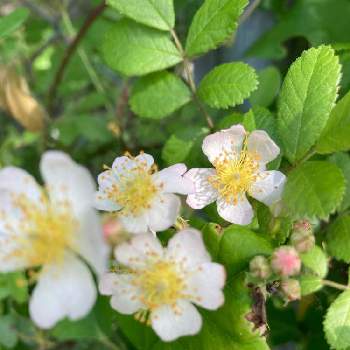 野薔薇の投稿画像一覧 Greensnap グリーンスナップ