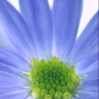 いただいたお花の画像 by Cynthiaさん | デスクとミヤコワスレとブルーといただいたお花