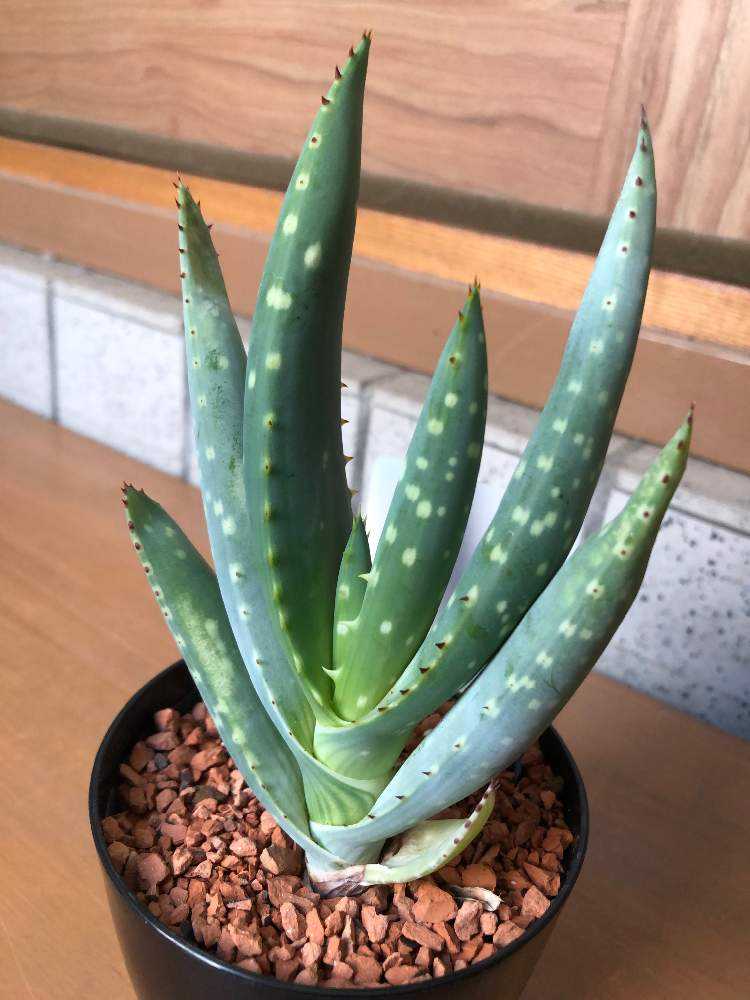 アロエ ガリエペンシス ガリエベンシス 実生苗 Aloe gariepensis