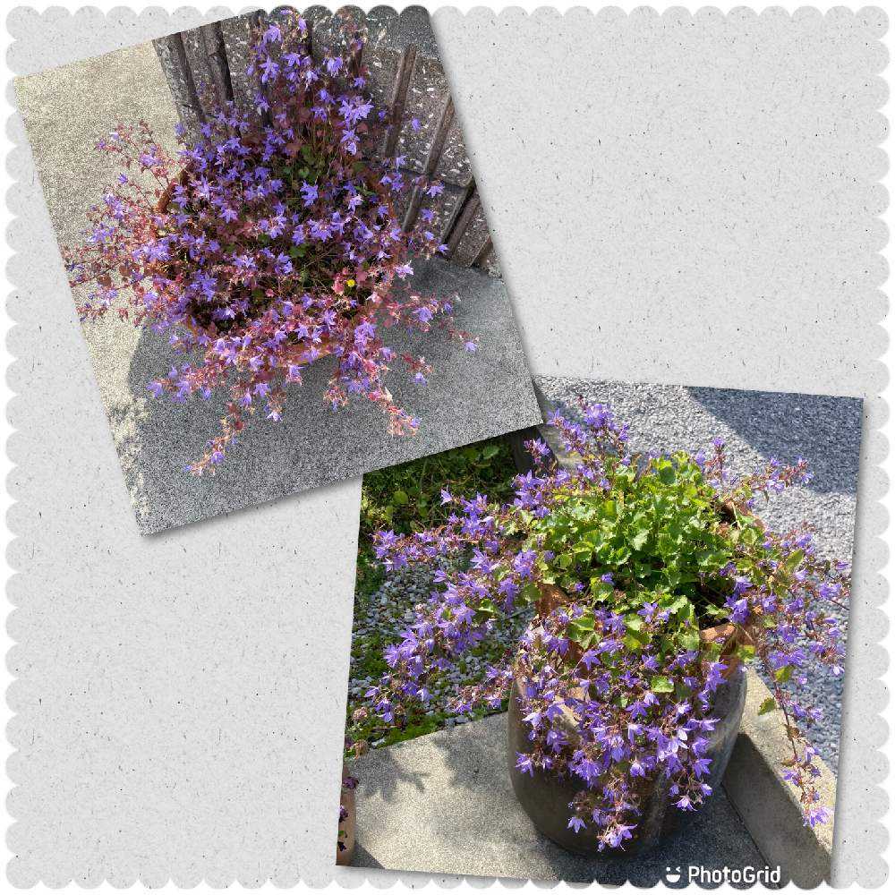 カンパニュラアルペンブルー Greensnap グリーンスナップ カンパニュラアルペンブルー Greensnap グリーンスナップ