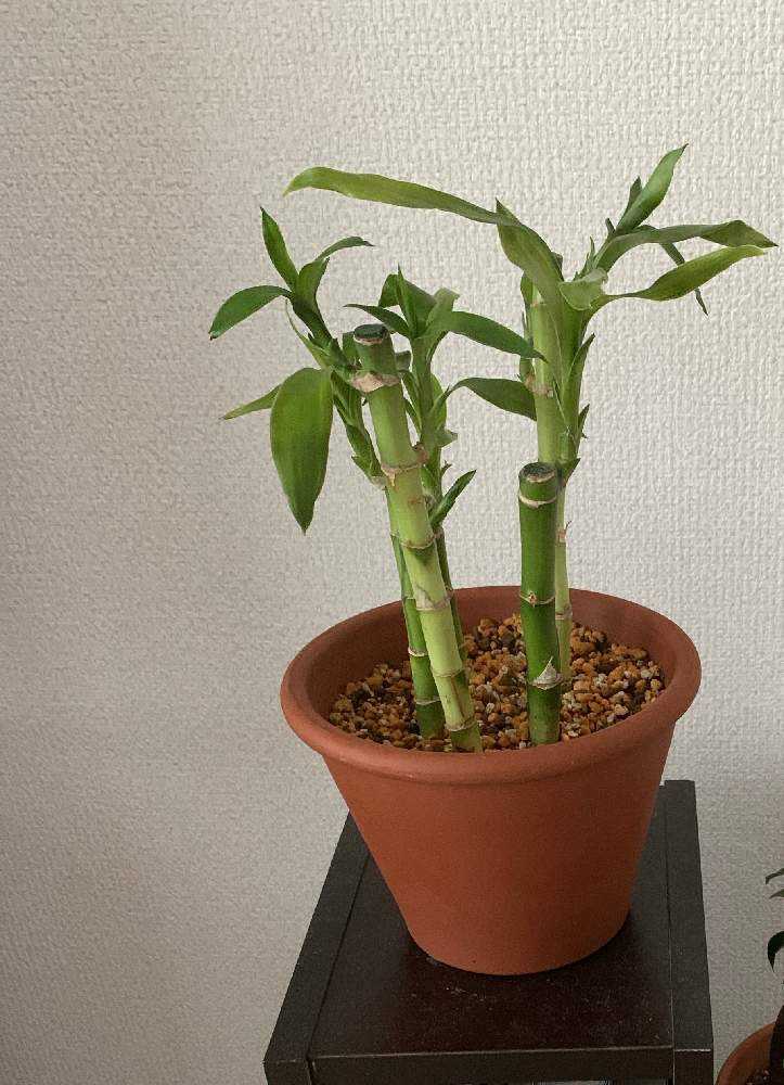 ミリオンバンブー成長記録 Greensnap グリーンスナップ